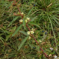 Ludwigia perennis L.